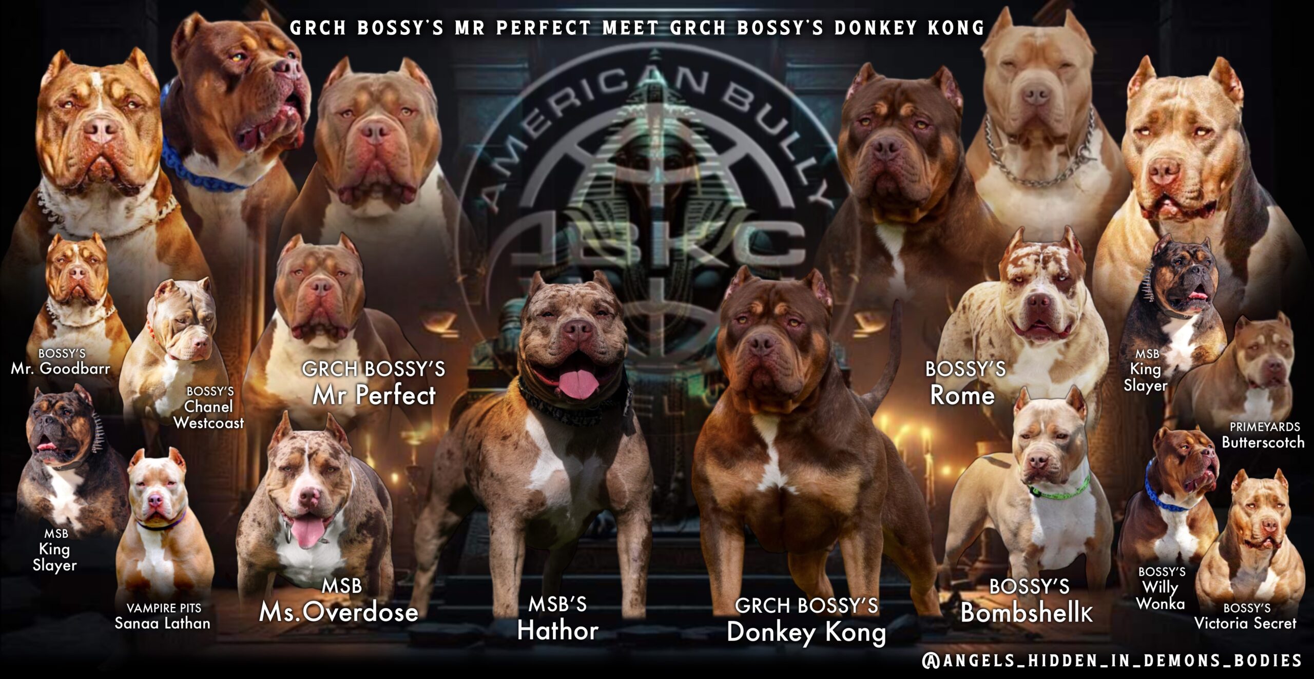 ABKC Grand Champion Bossy Donkey Kong X MSB&rsquo;s Hathor